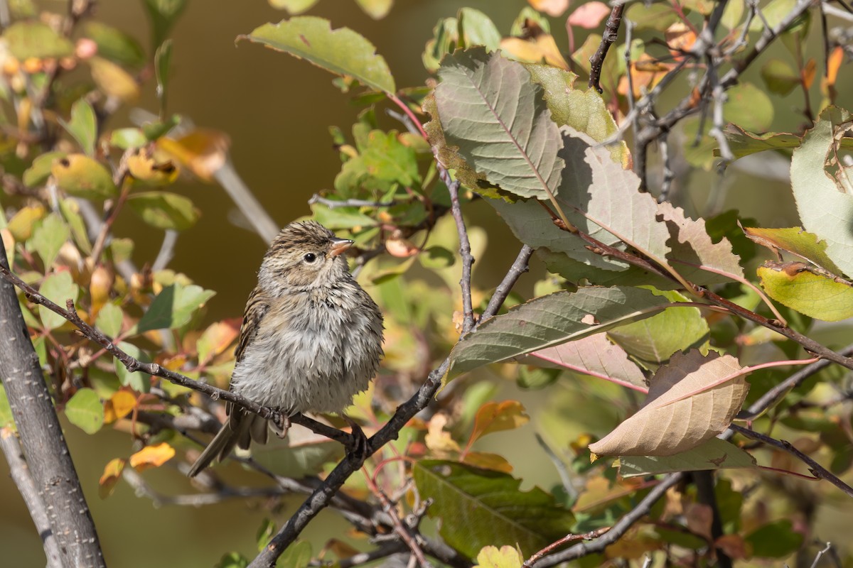 Карнатка лучна - ML642310525