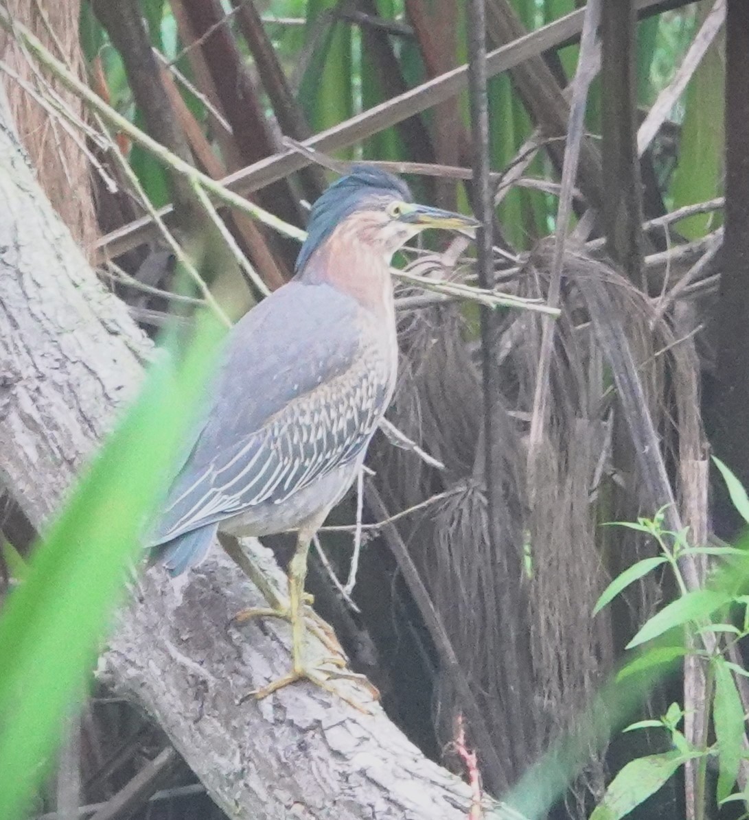 Green Heron - ML642310540