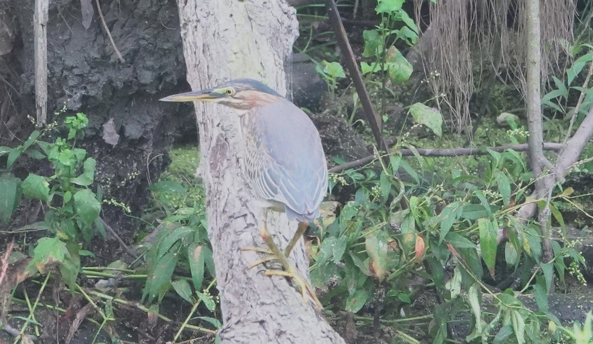 Green Heron - ML642310541