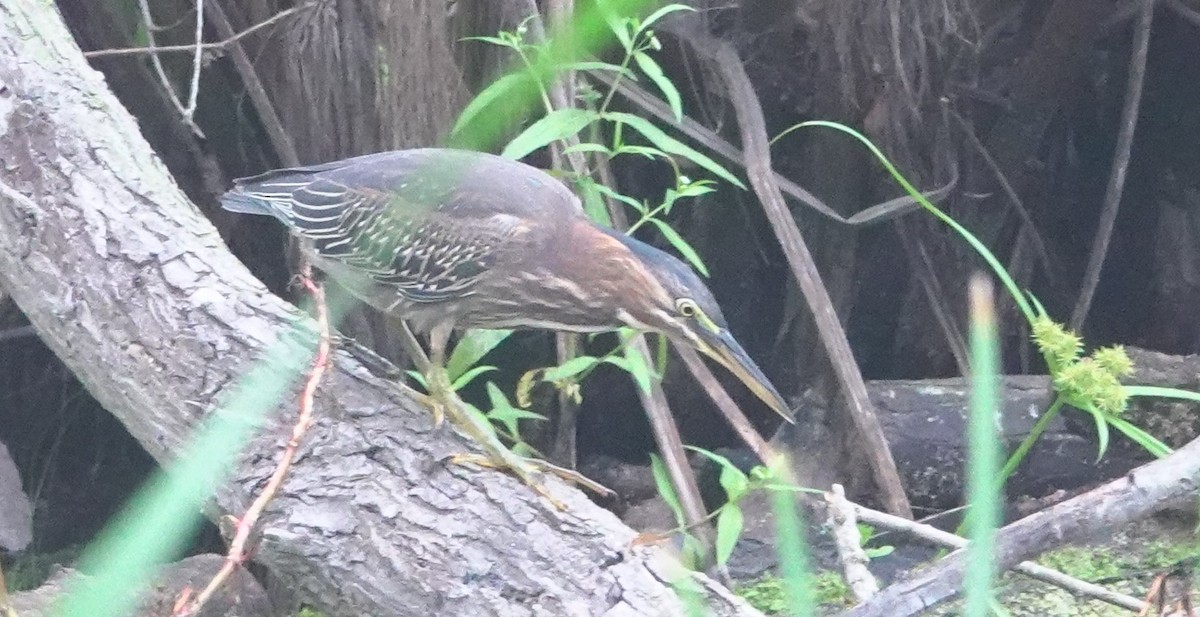 Green Heron - ML642310542