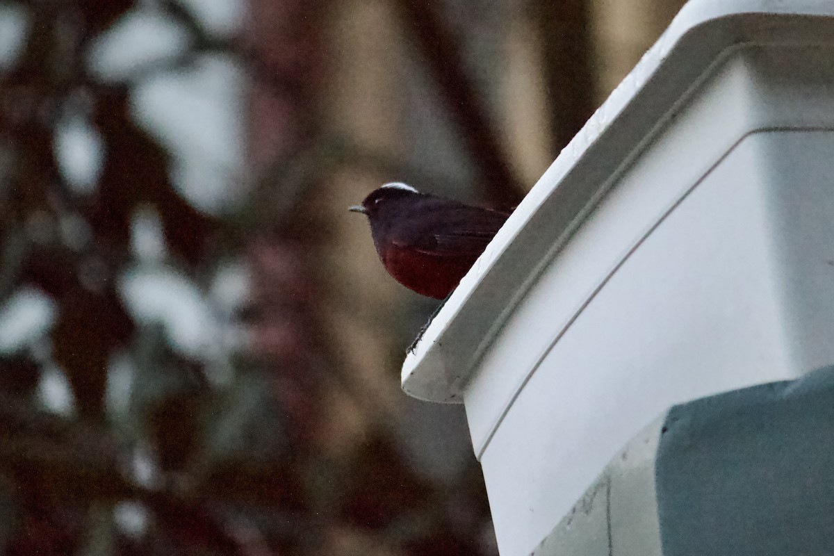 White-capped Redstart - ML642310543