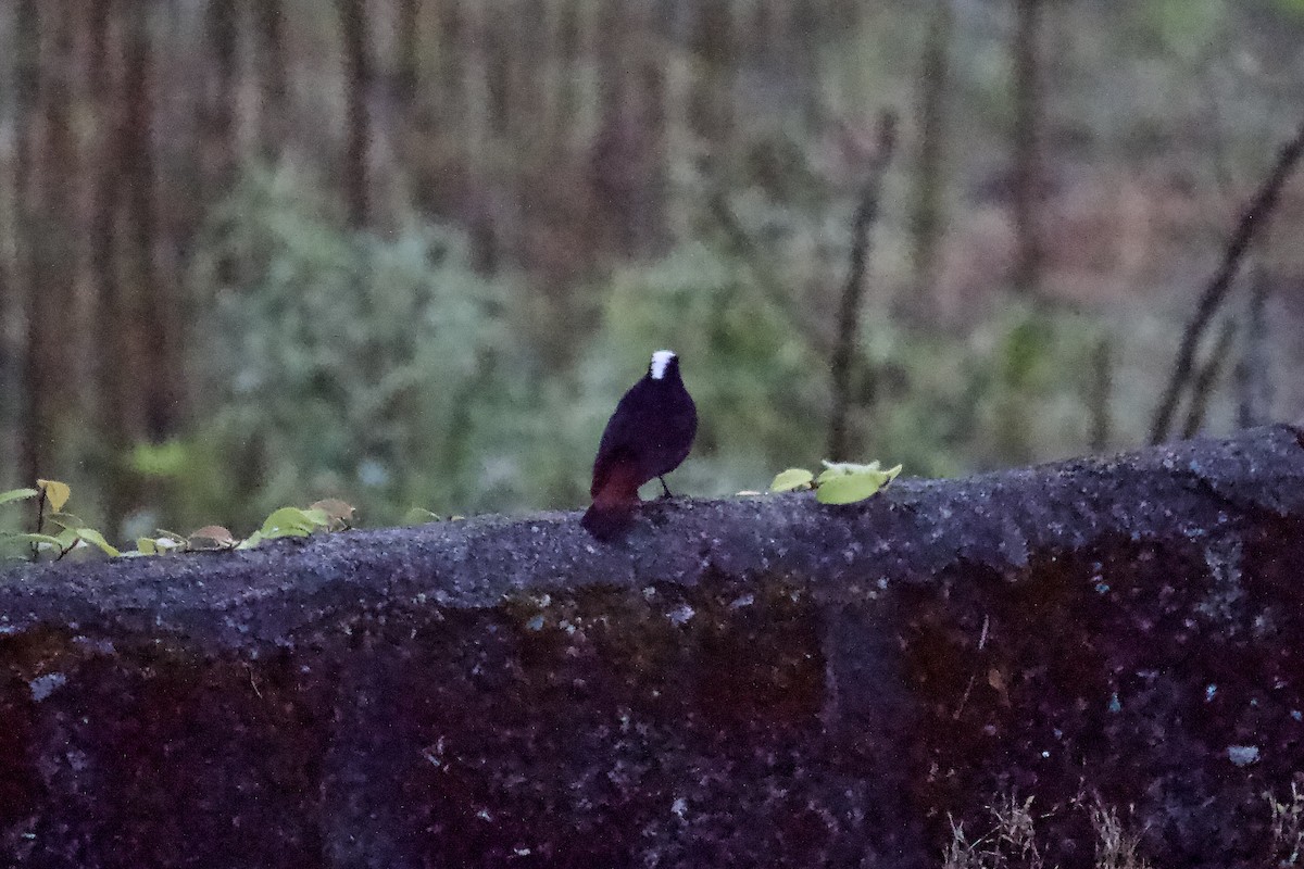 White-capped Redstart - ML642310544