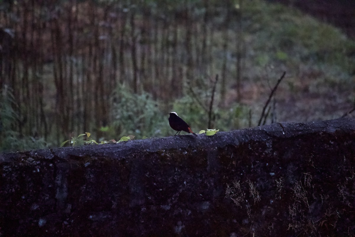 White-capped Redstart - ML642310545