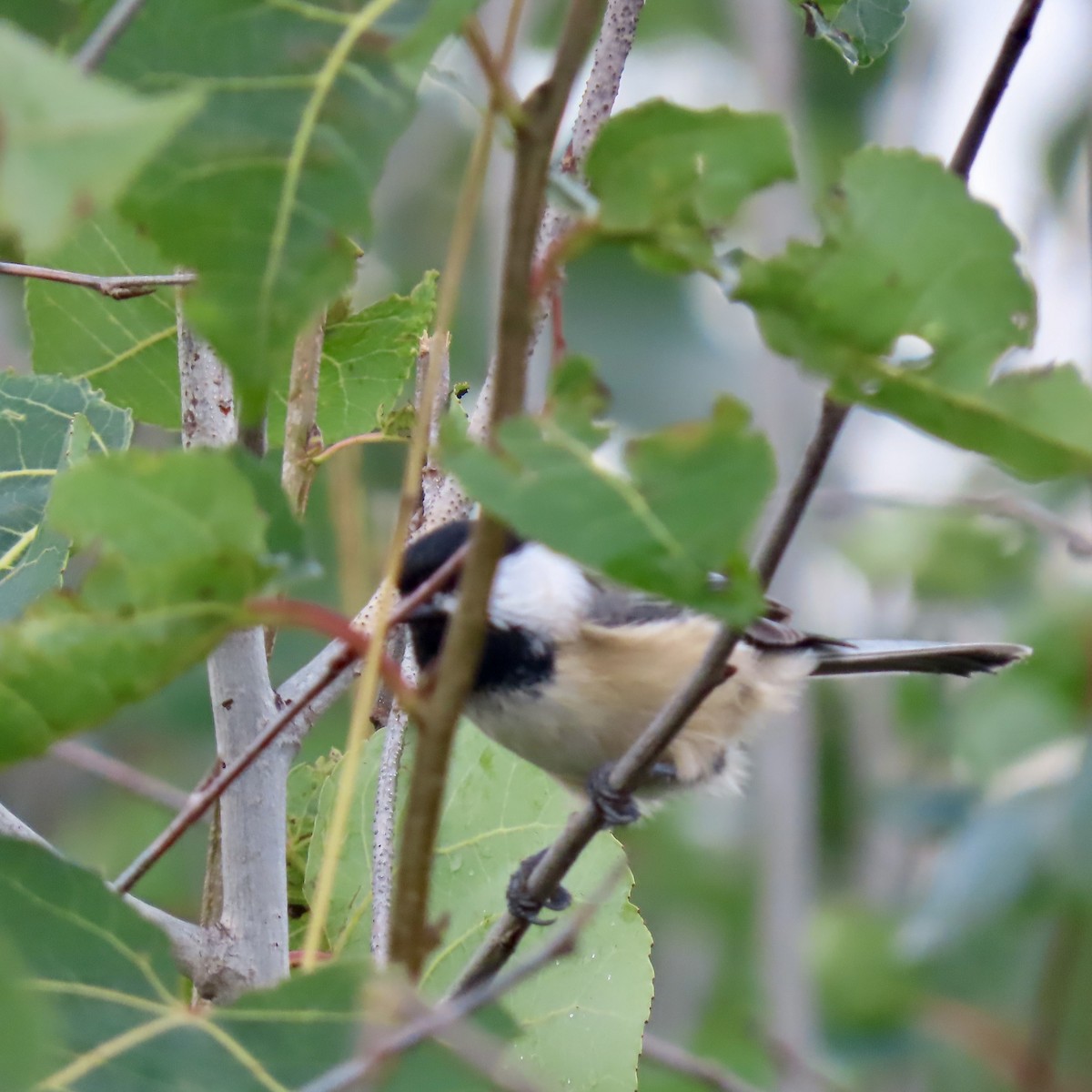 Black-capped Chickadee - ML642310547