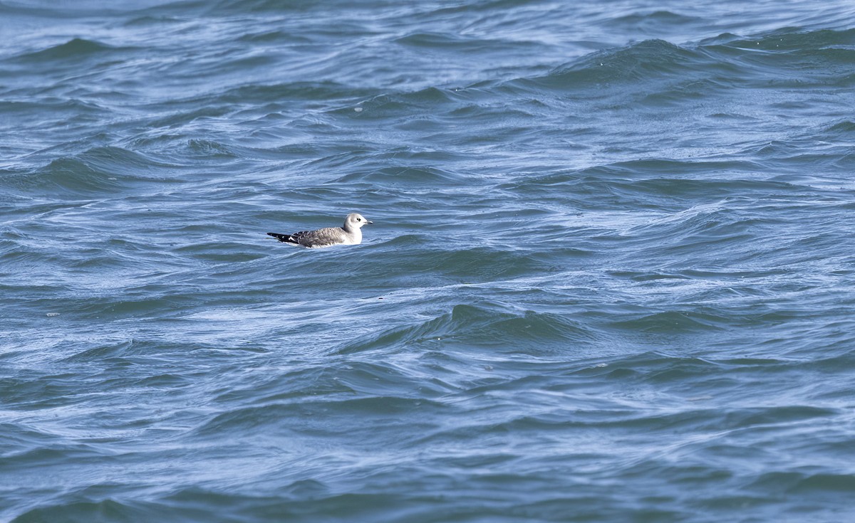 Sabine's Gull - ML642310555