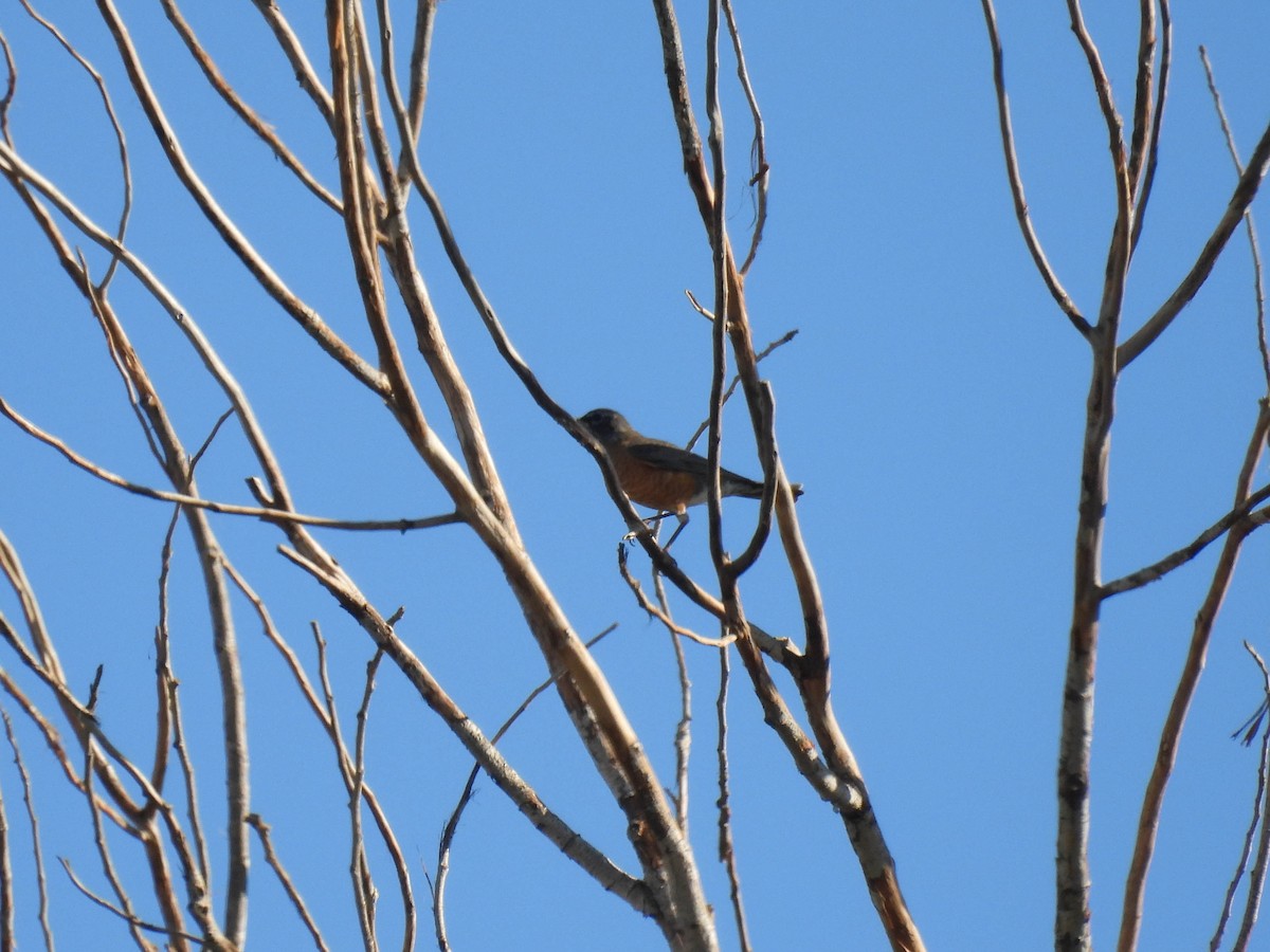 American Robin - ML642310574
