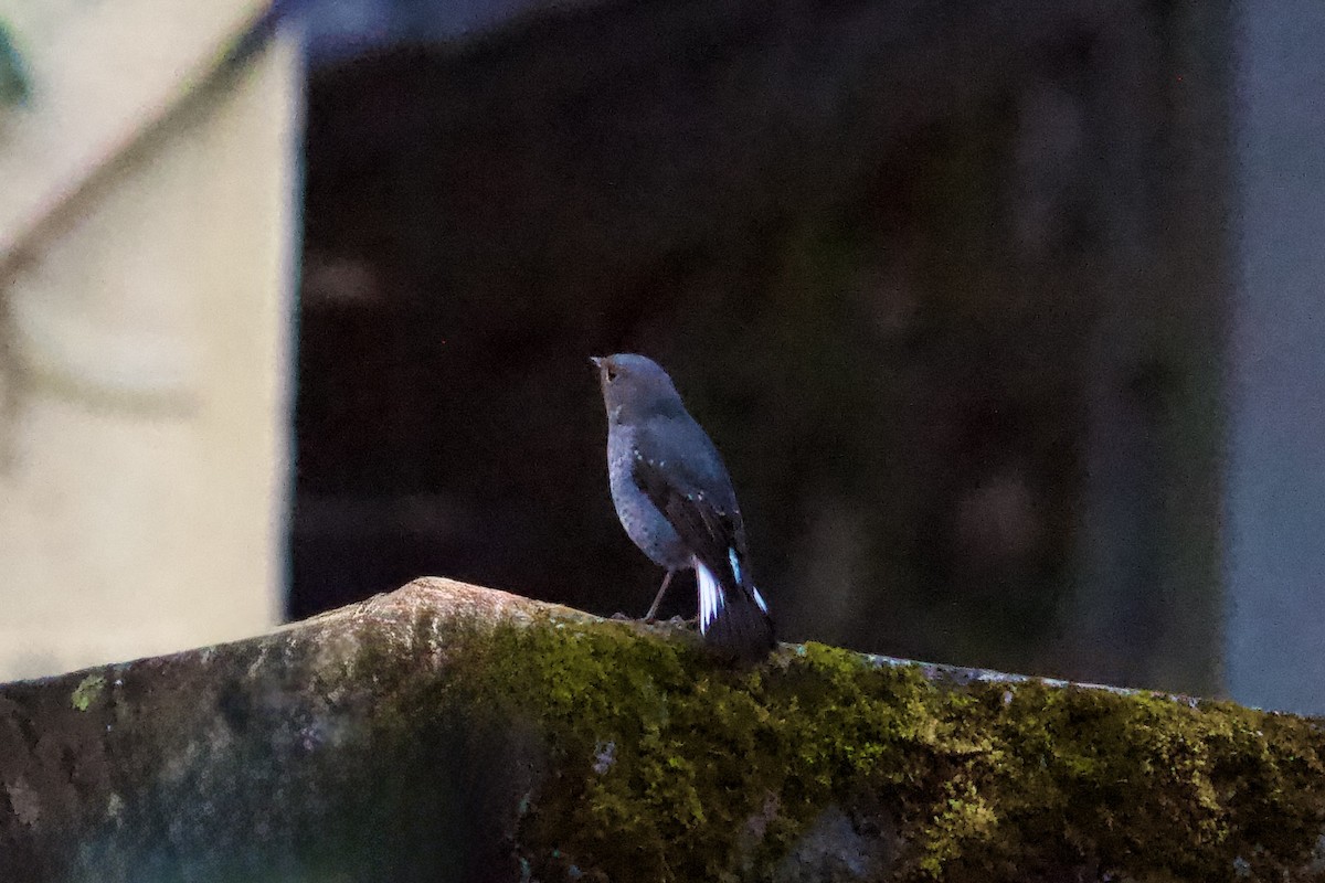 Plumbeous Redstart - ML642310587