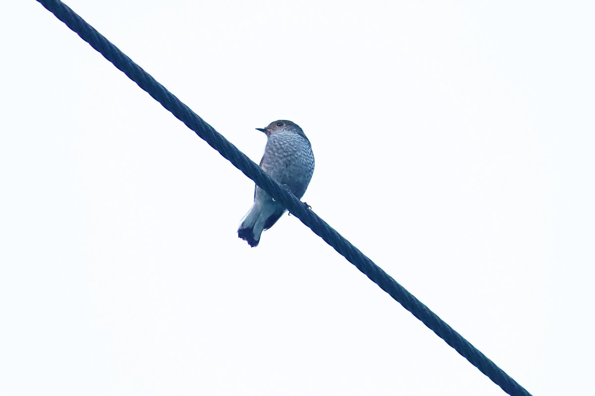 Plumbeous Redstart - ML642310588
