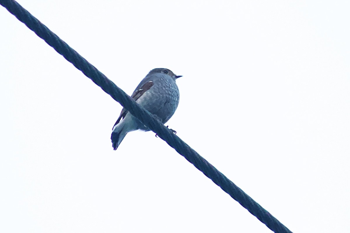 Plumbeous Redstart - ML642310589