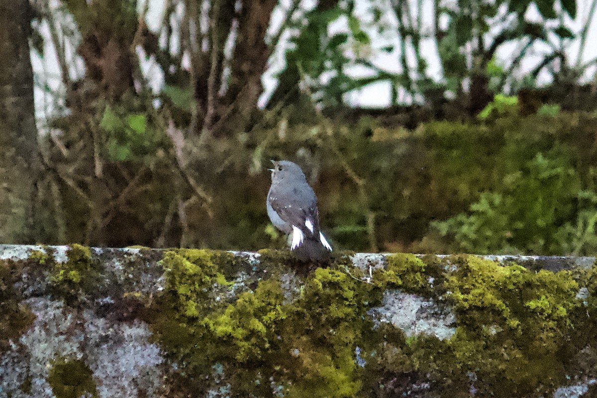 Plumbeous Redstart - ML642310590