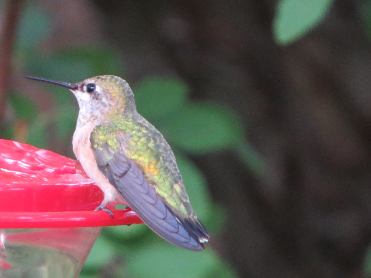 Calliope Hummingbird - ML642310591