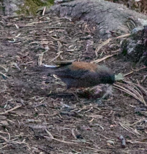 Dark-eyed Junco - ML642310609