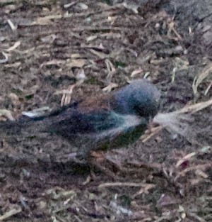 Dark-eyed Junco - ML642310610