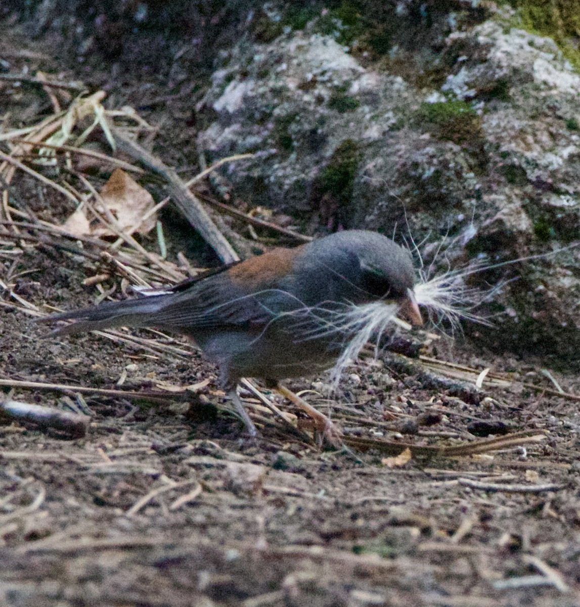 Dark-eyed Junco - ML642310611