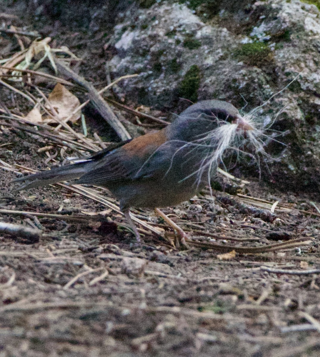 Dark-eyed Junco - ML642310612