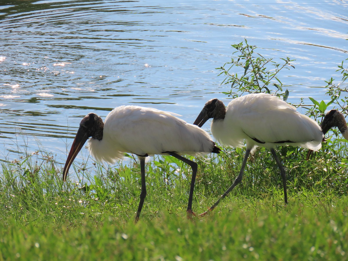 Wood Stork - ML642310618