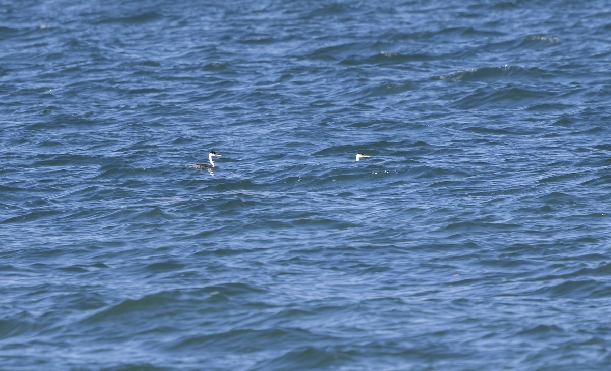 Western Grebe - ML642310621
