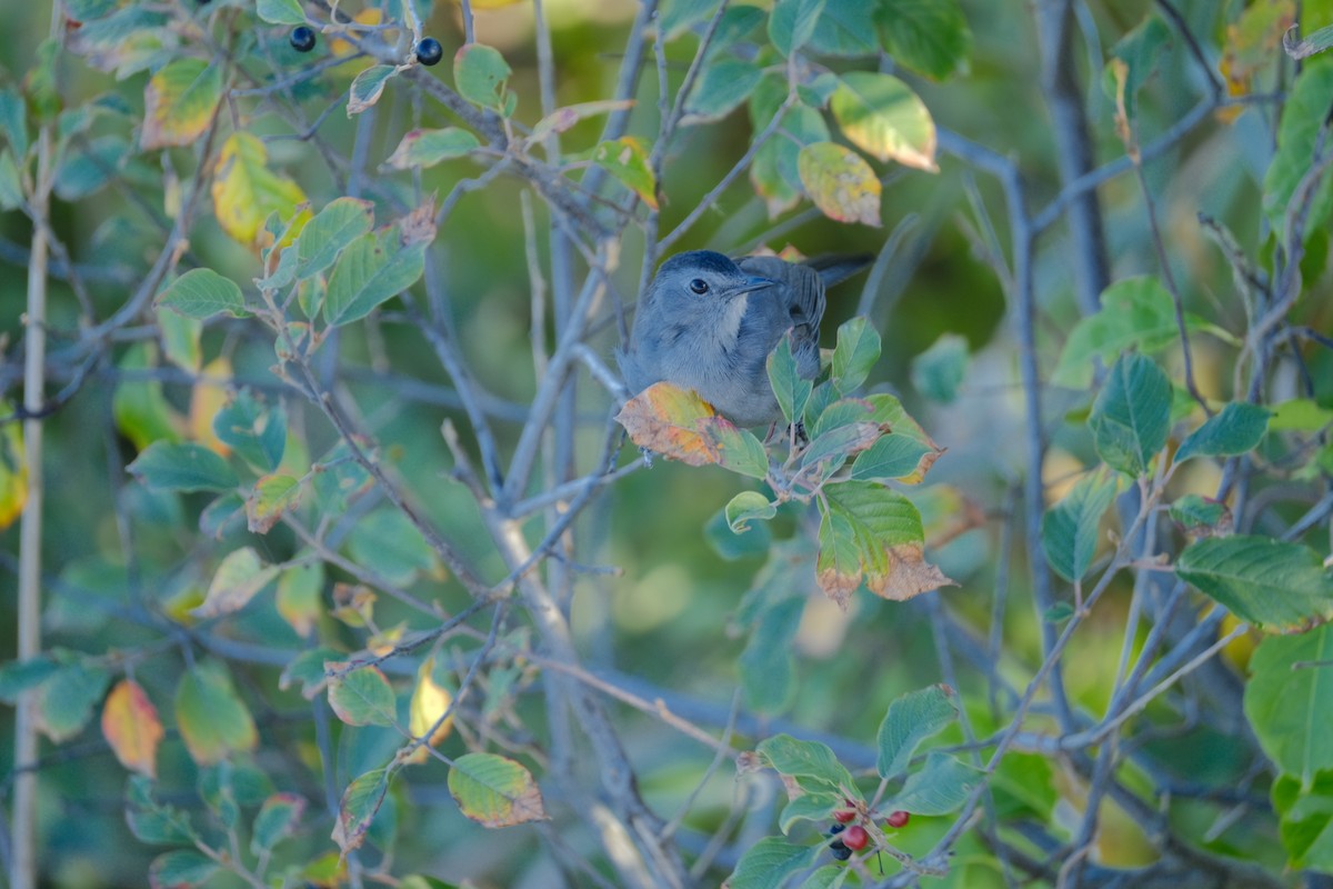 Gray Catbird - ML642310622