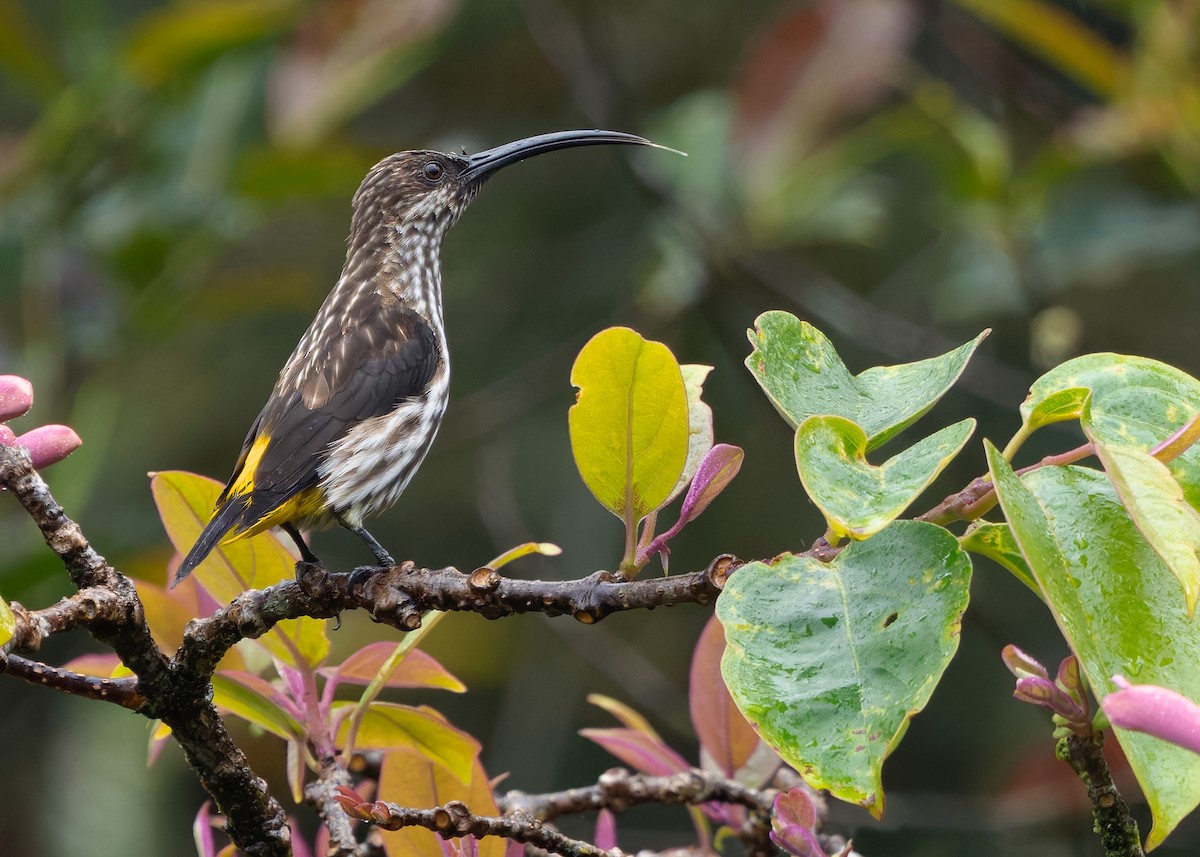 Whitehead's Spiderhunter - ML642310628