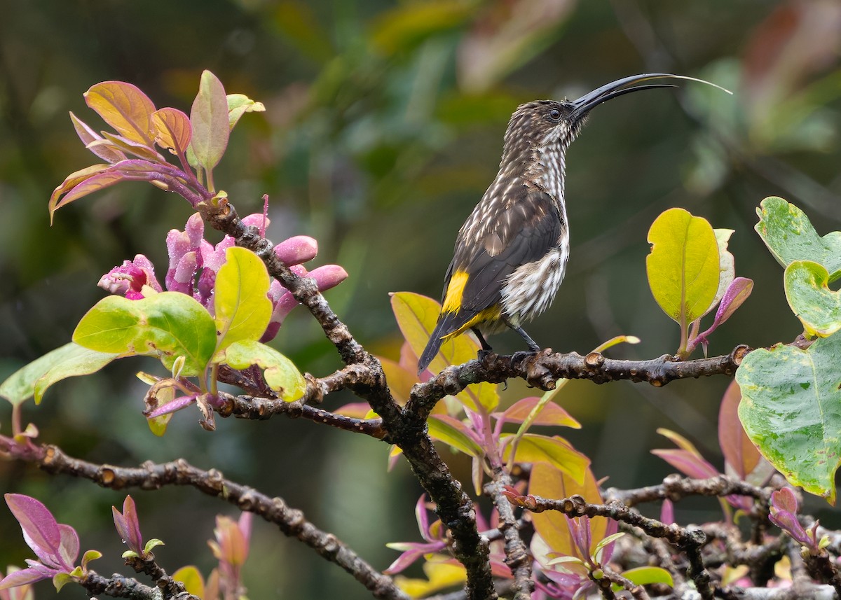 Whitehead's Spiderhunter - ML642310629