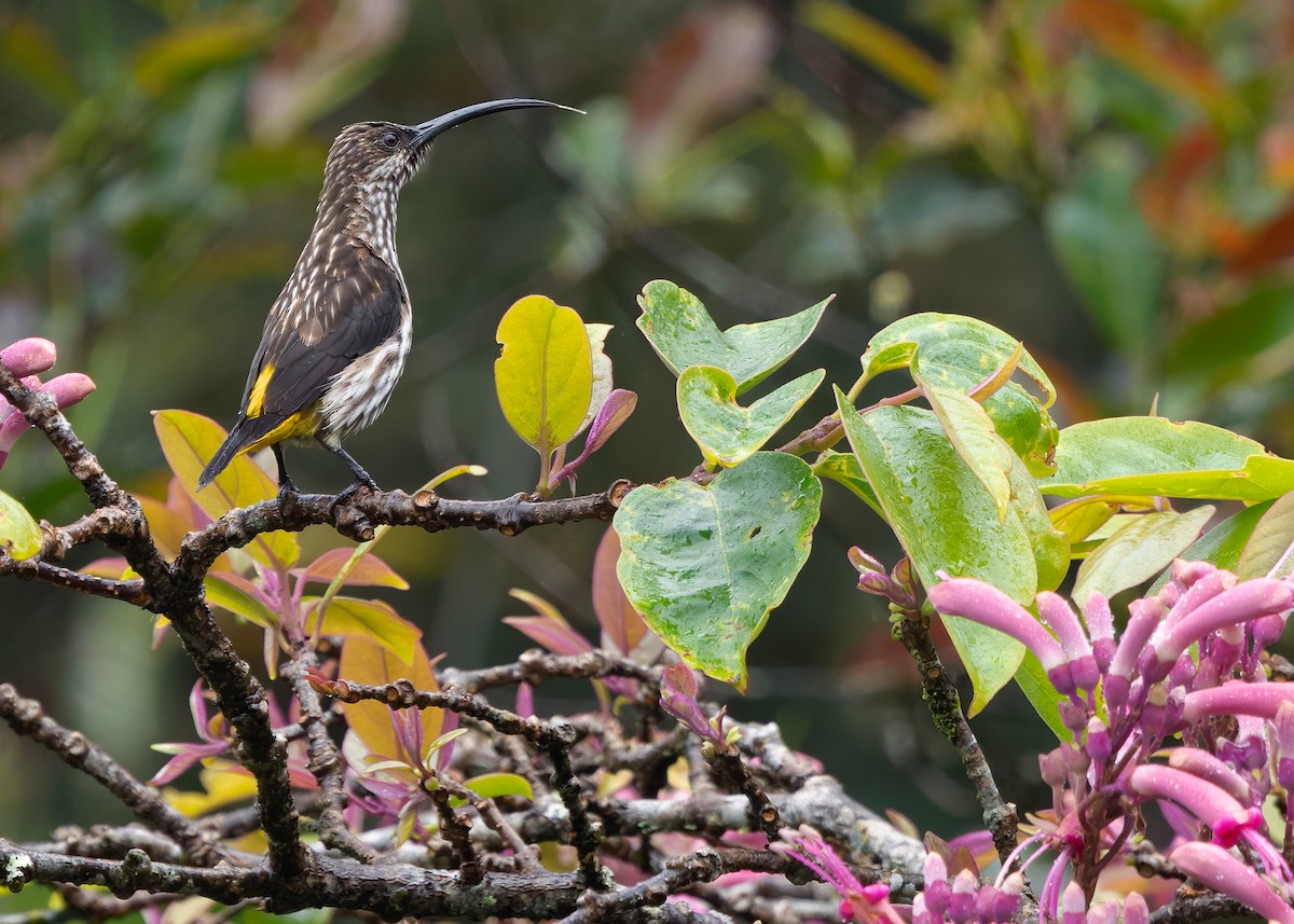 Whitehead's Spiderhunter - ML642310630