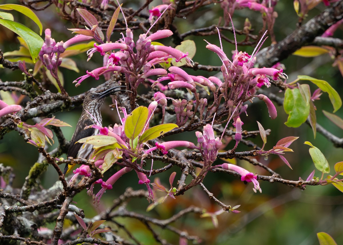 Whitehead's Spiderhunter - ML642310631