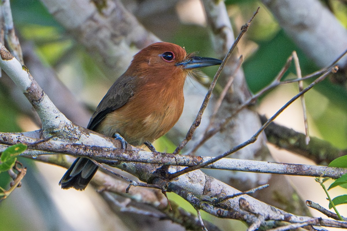 Chestnut-headed Nunlet - ML642310642