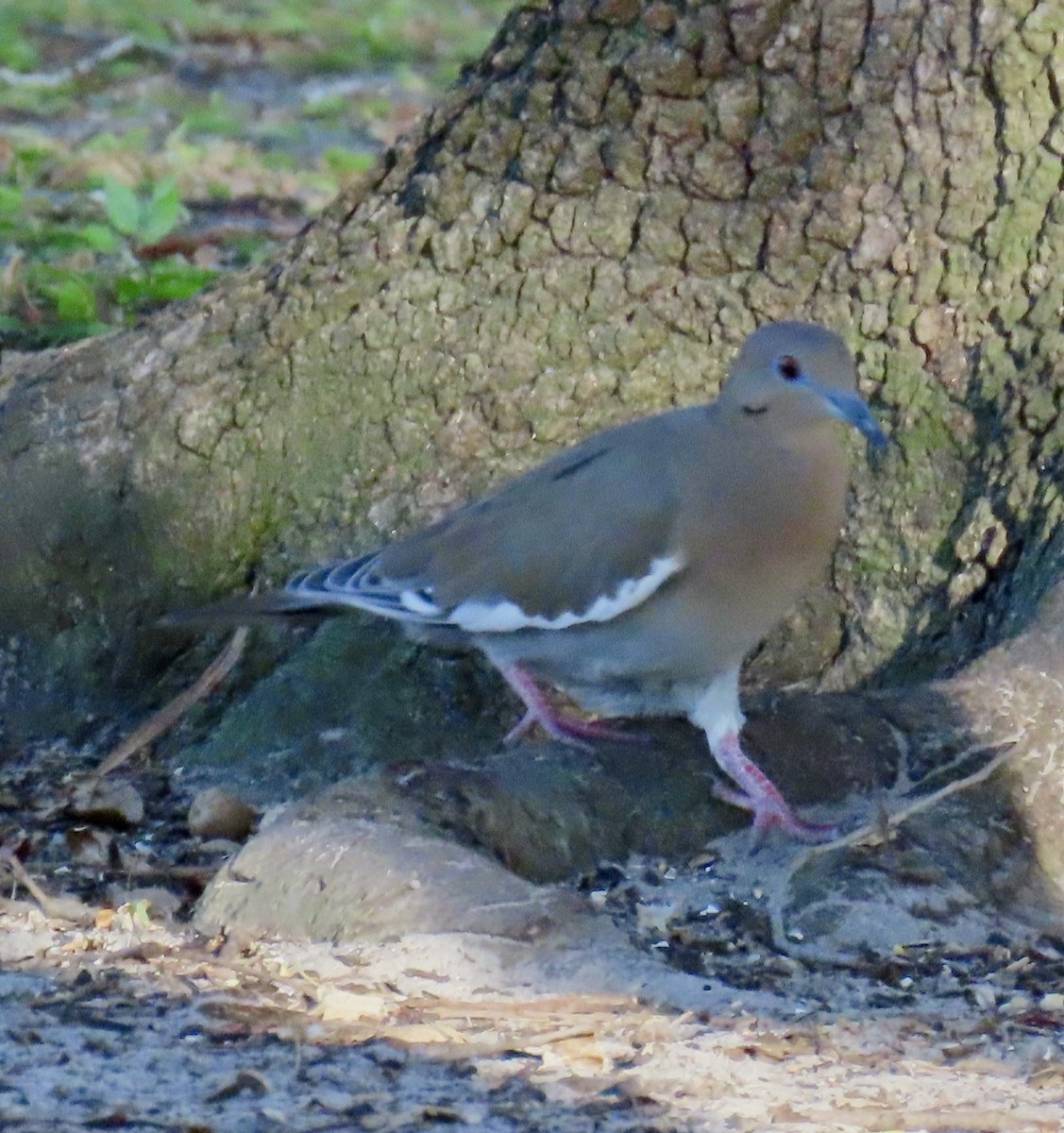 White-winged Dove - ML642310651