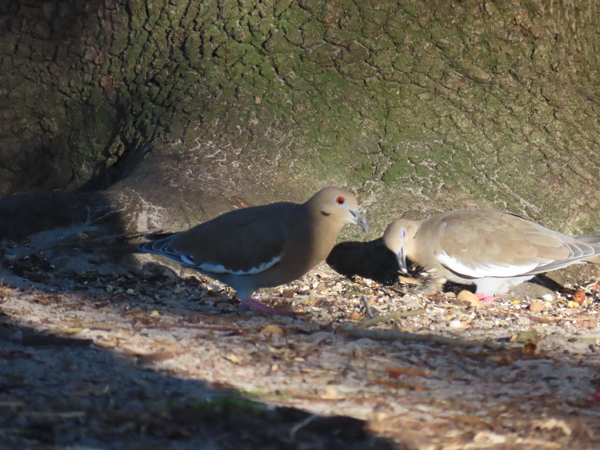 White-winged Dove - ML642310653