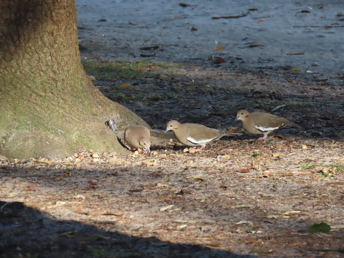 White-winged Dove - ML642310654