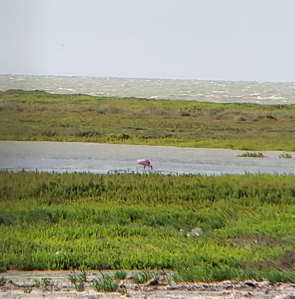 Roseate Spoonbill - ML642310663