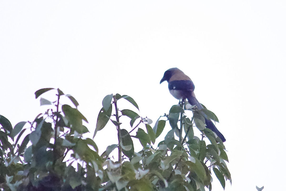 Gray Treepie - ML642310664