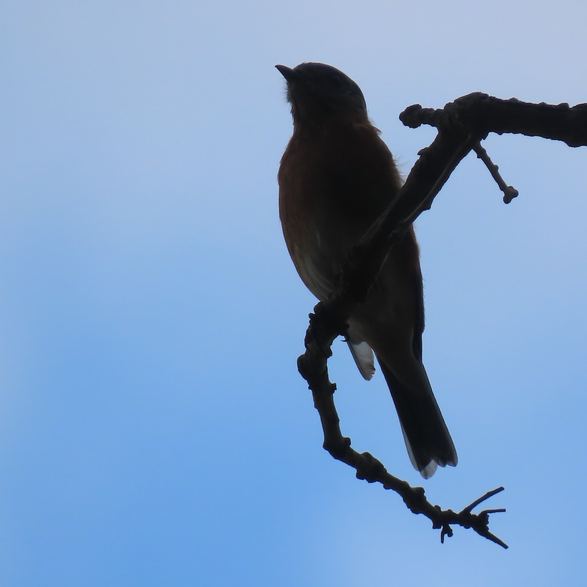 Eastern Bluebird - ML642310670