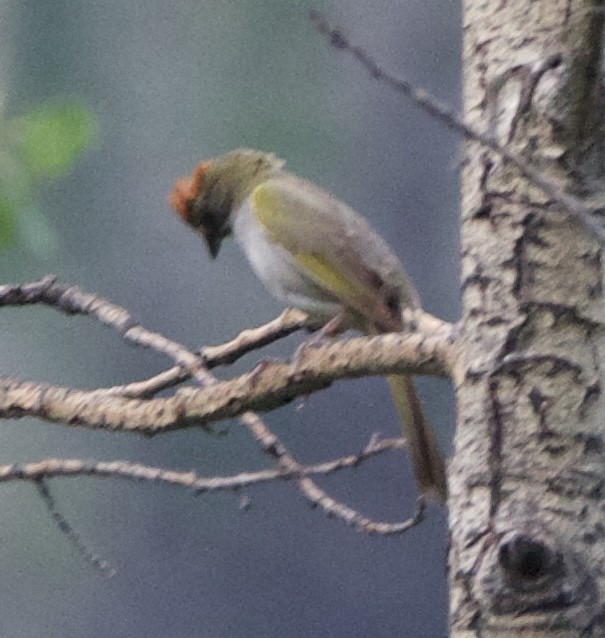 Green-tailed Towhee - ML642310674