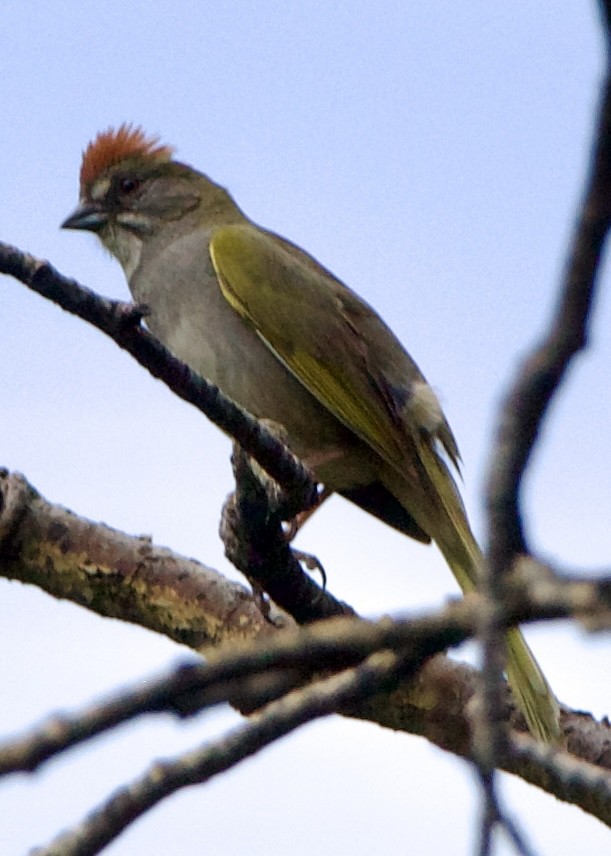 Green-tailed Towhee - ML642310675