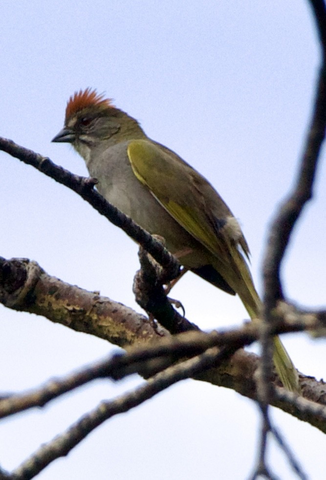 Green-tailed Towhee - ML642310676