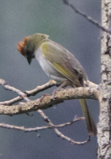 Green-tailed Towhee - ML642310677