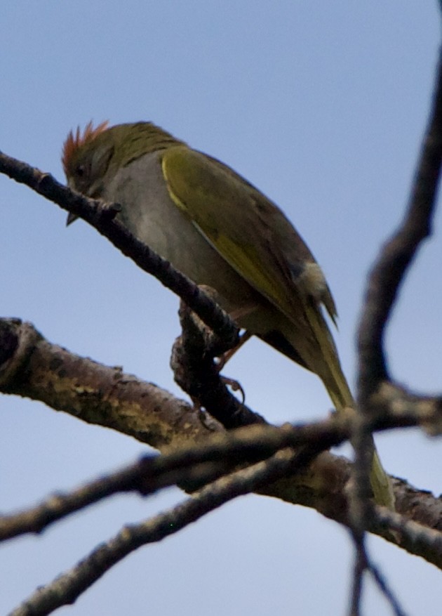 Green-tailed Towhee - ML642310678