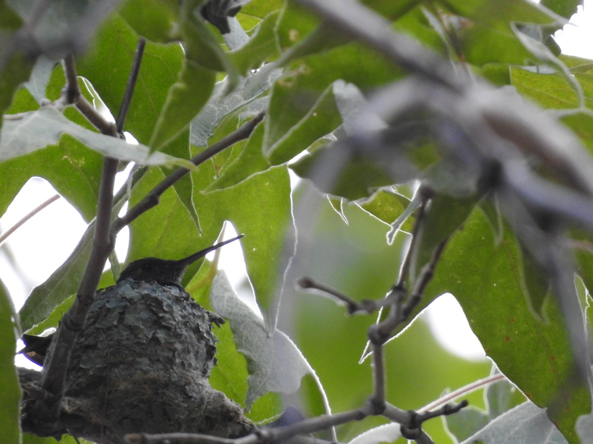 Berylline Hummingbird - ML642310681