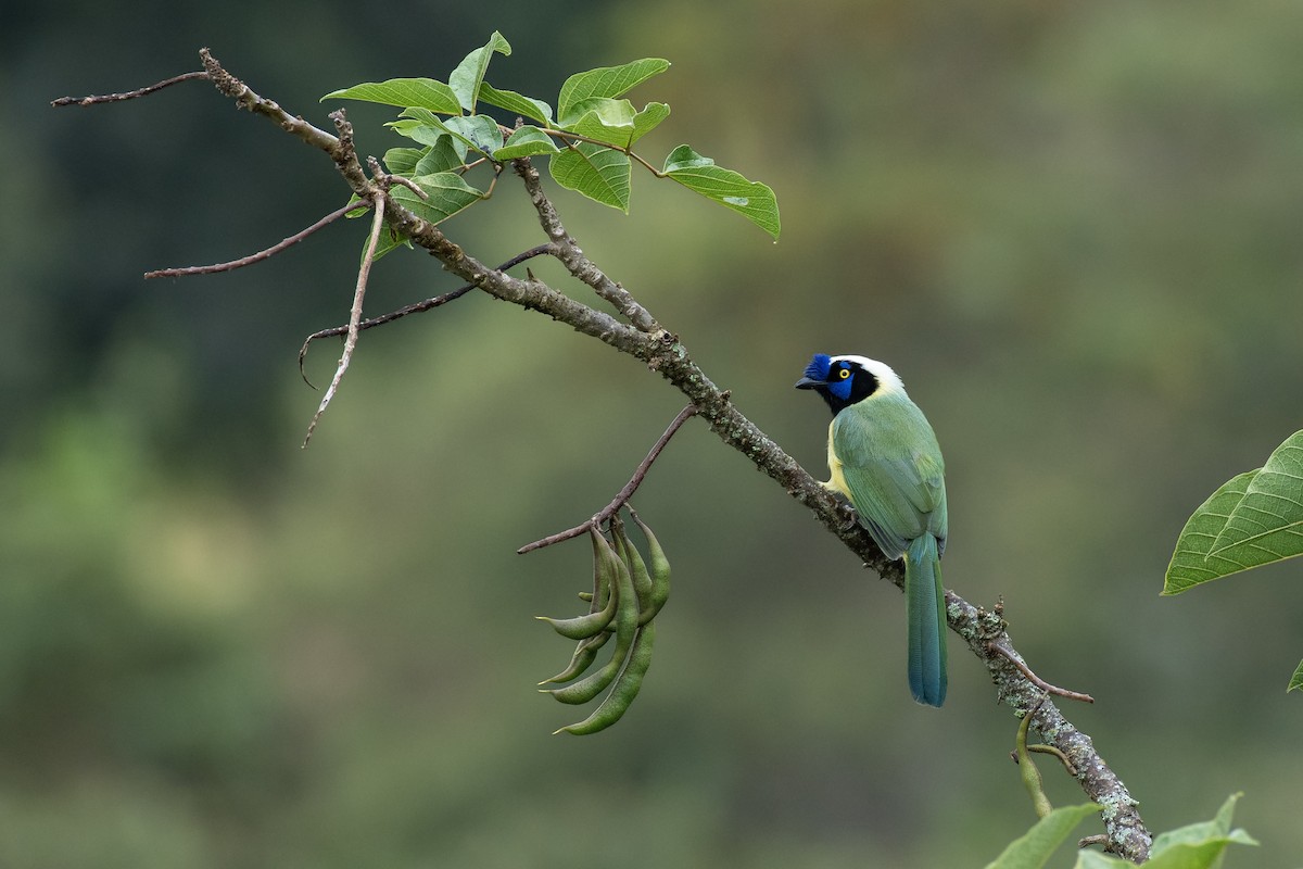 Green Jay - ML642310688