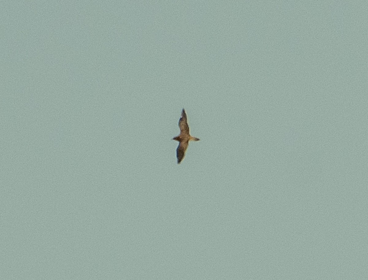 Pomarine Jaeger - ML642310695