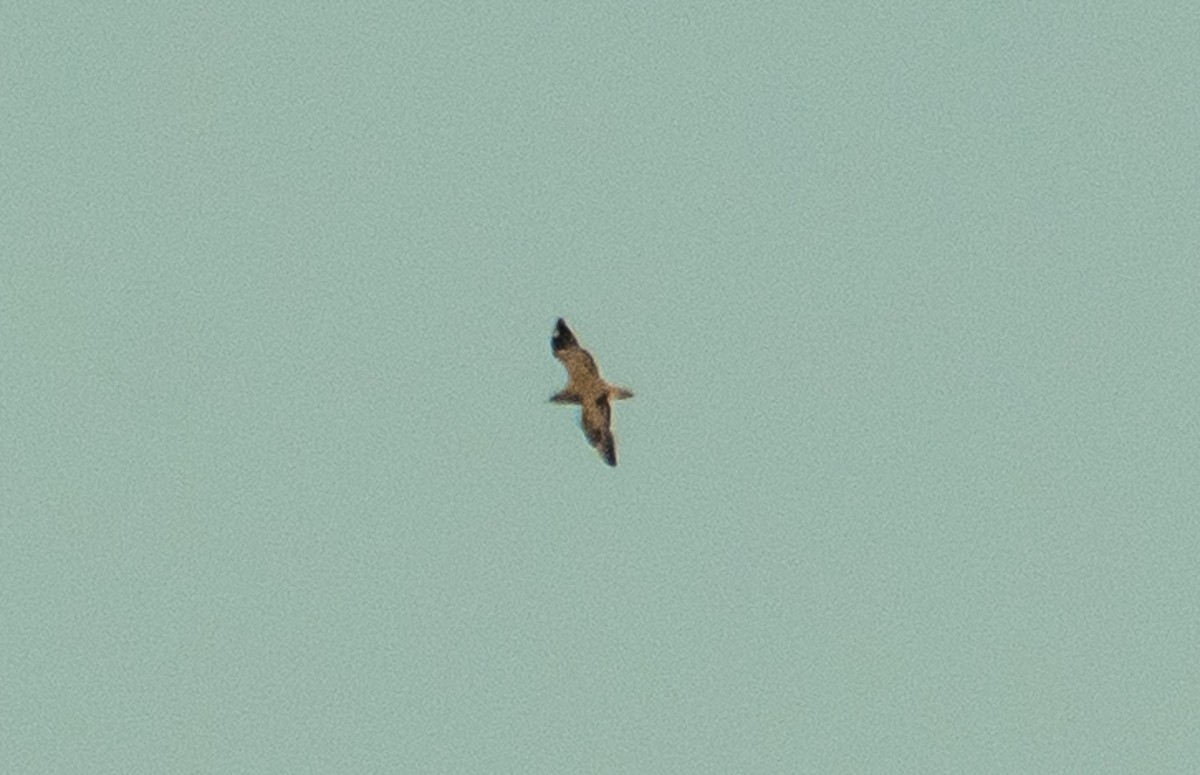 Pomarine Jaeger - ML642310696