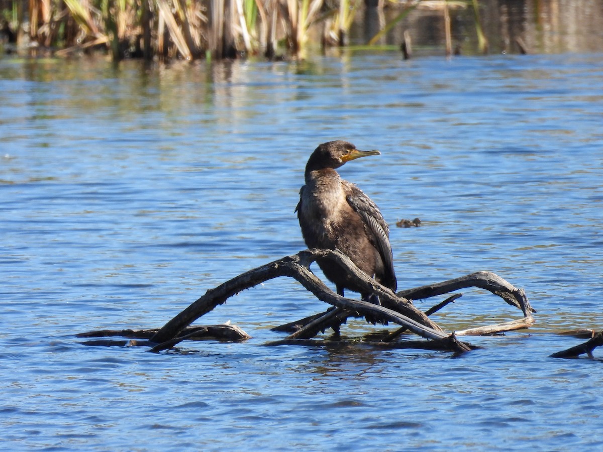 Double-crested Cormorant - ML642310711