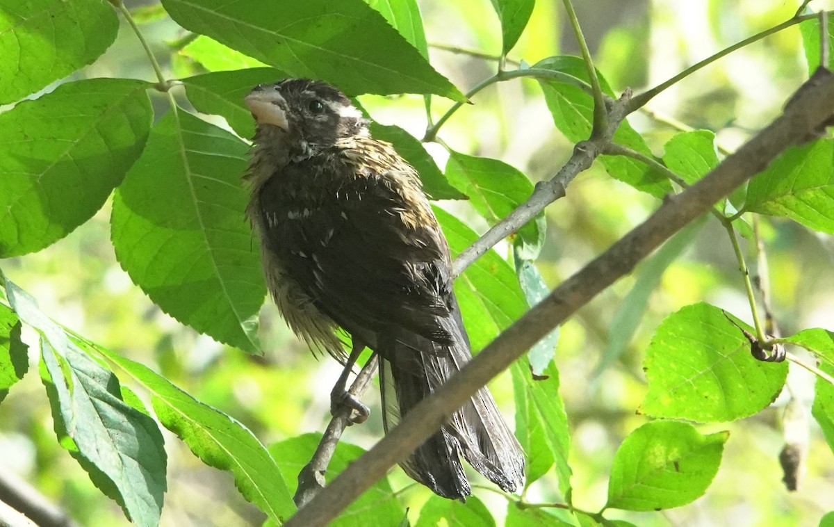 Black-headed Grosbeak - ML642310725