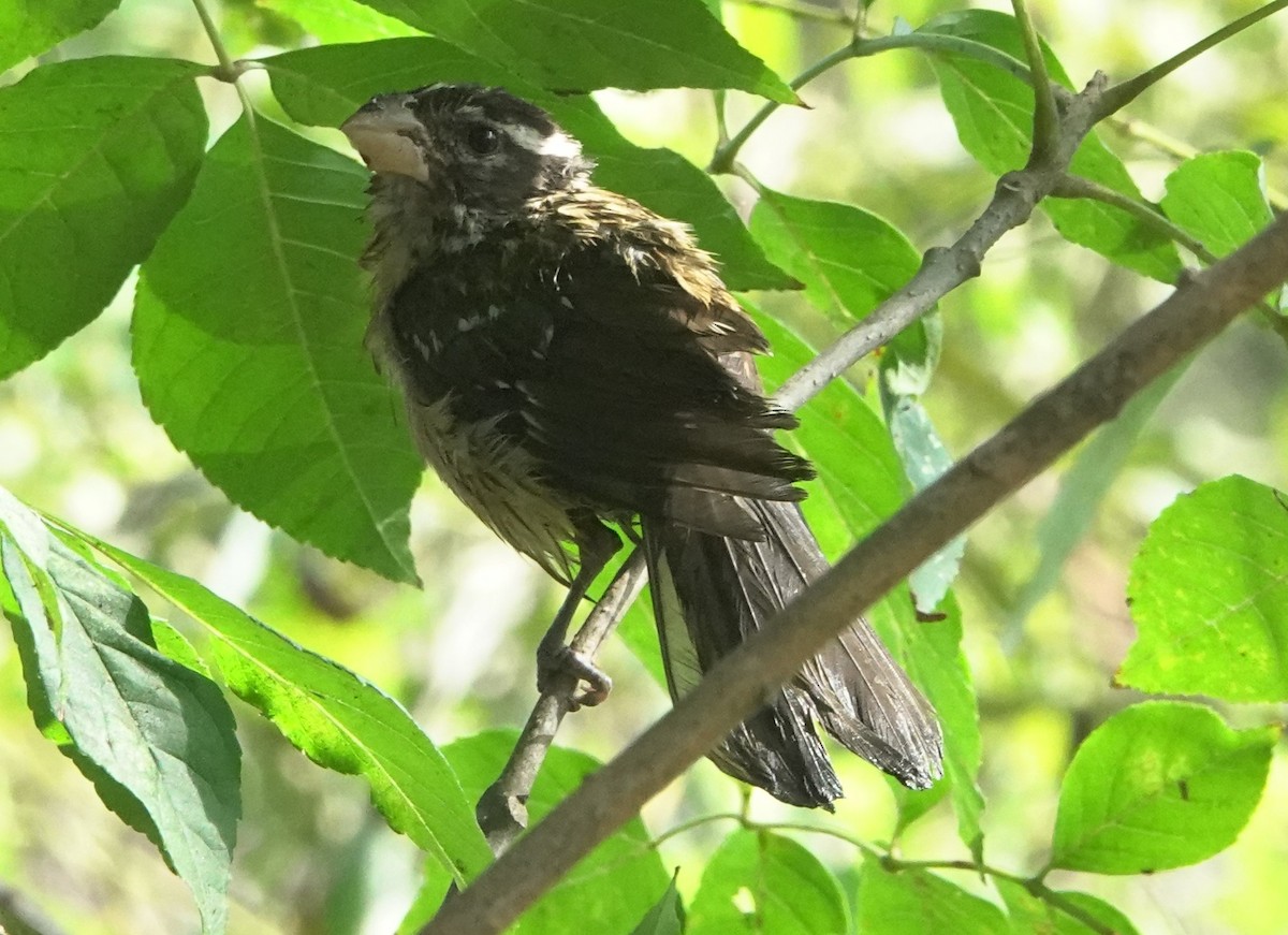Black-headed Grosbeak - ML642310726