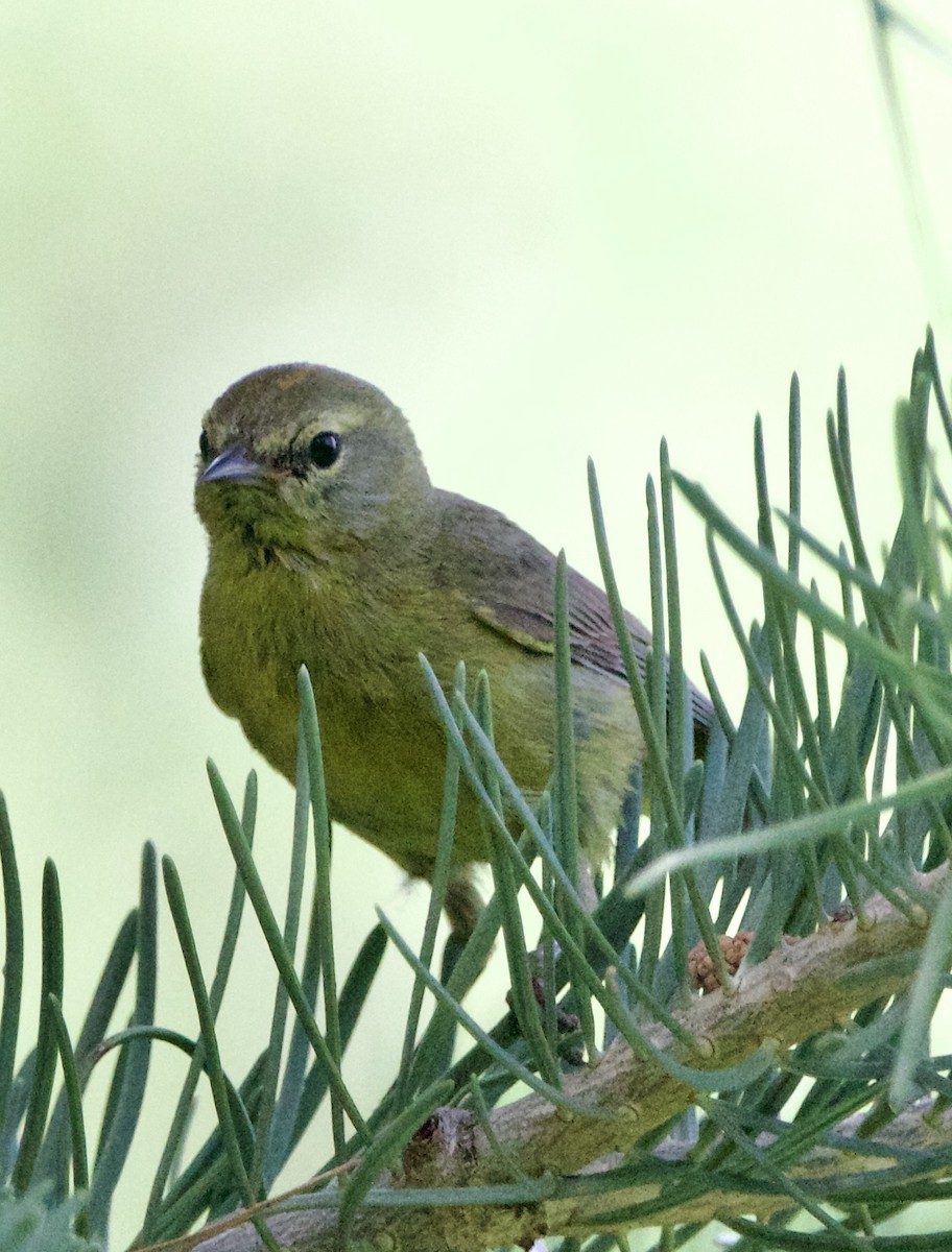 Orange-crowned Warbler - ML642310729