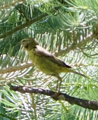 Orange-crowned Warbler - ML642310730