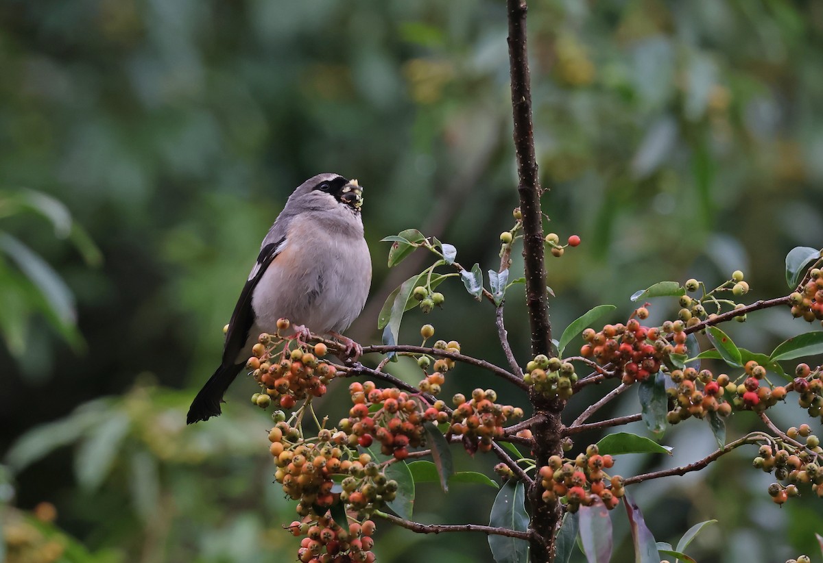 Taiwan Bullfinch - ML642310731