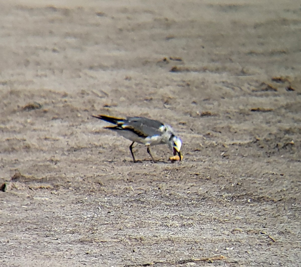 Laughing Gull - ML642310732