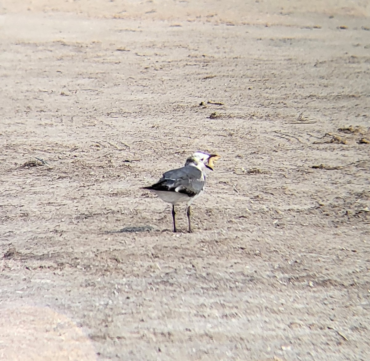 Laughing Gull - ML642310734